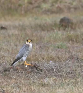 Red-necked Falcon standing on a mound in dry grass, looking at the camera