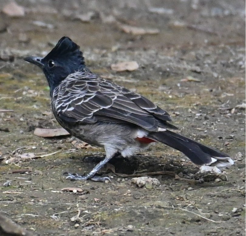 Red-vented Bulbul on the ground near Kihim, Alibaug