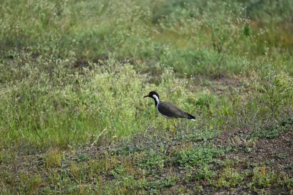 Red-wattled Lapwing standing in green grass