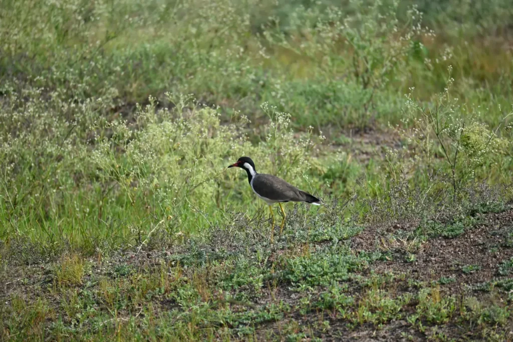 Red-wattled Lapwing walking through green grass and weeds