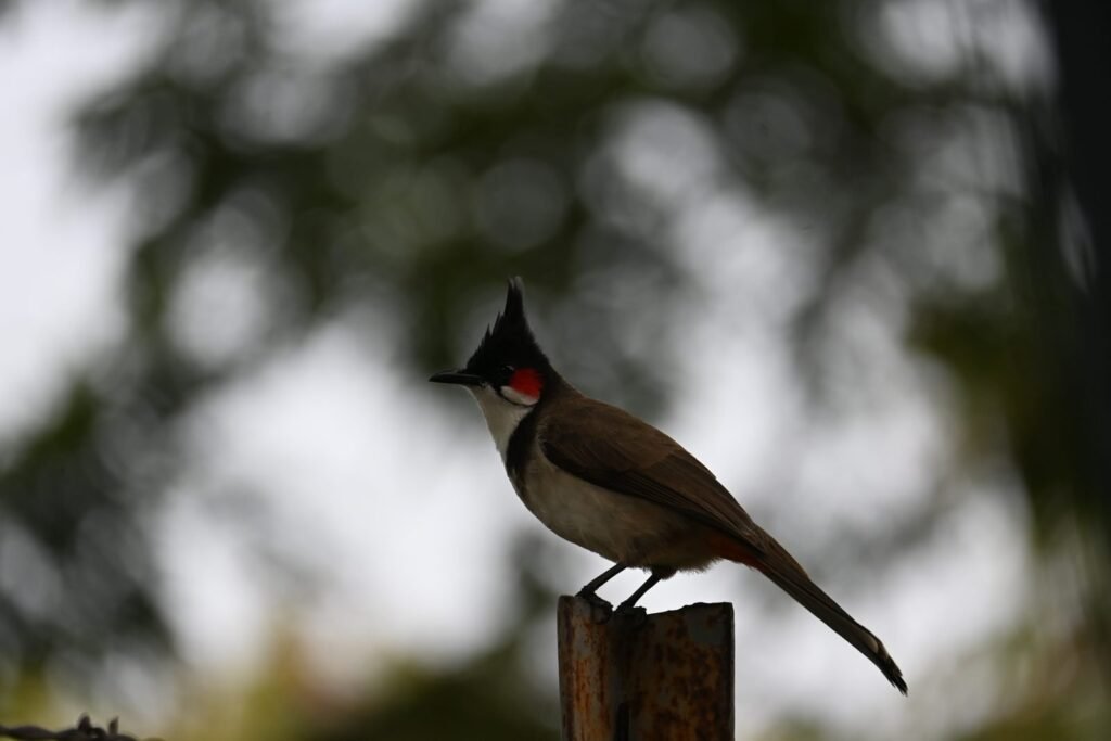 Red-whiskered Bulbul on a post at Kihim, Alibaug