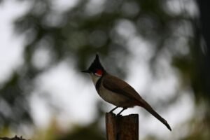 Red-whiskered Bulbul on a post at Kihim, Alibaug