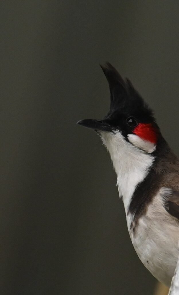 Close-up of the crest and red whisker patch