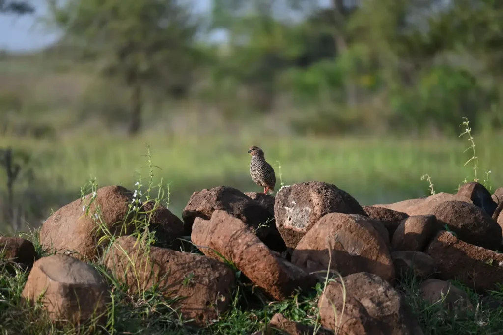 A Rock Bush Quail keeping watch from a pile of red rocks