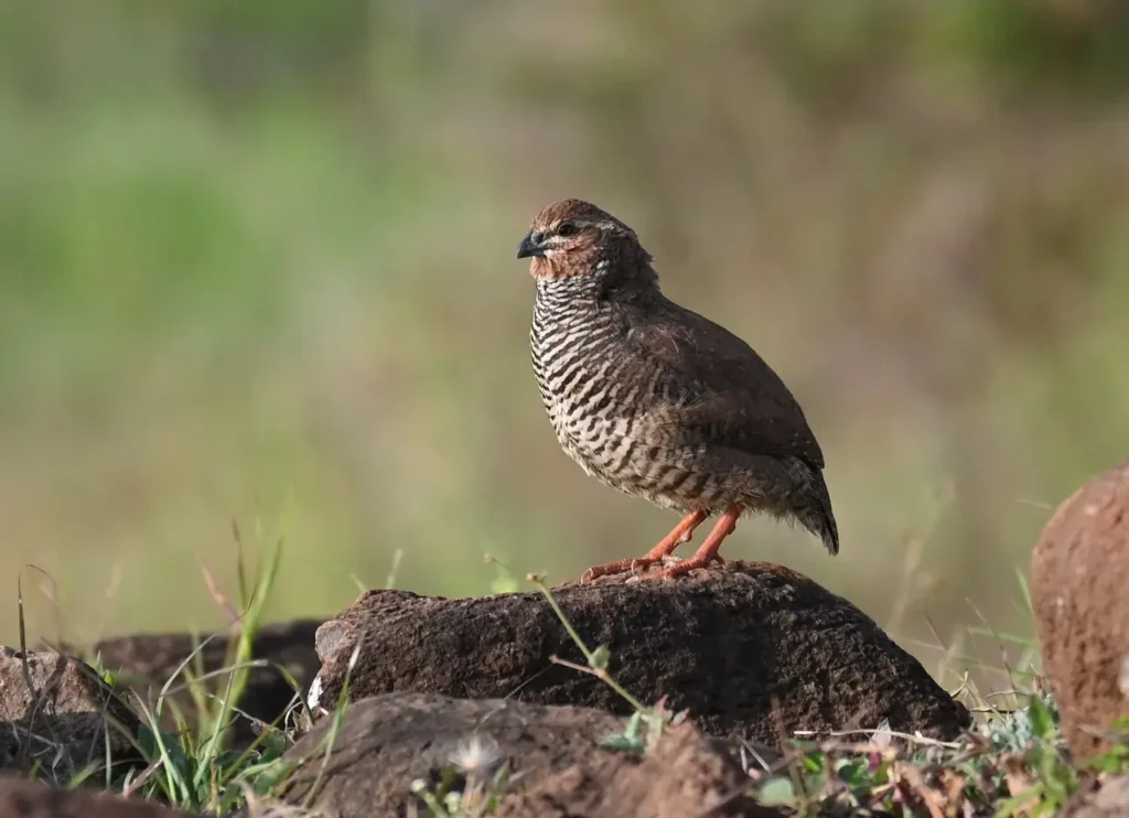 Rock Bush Quail standing on a dark boulder, showing barred breast and orange legs