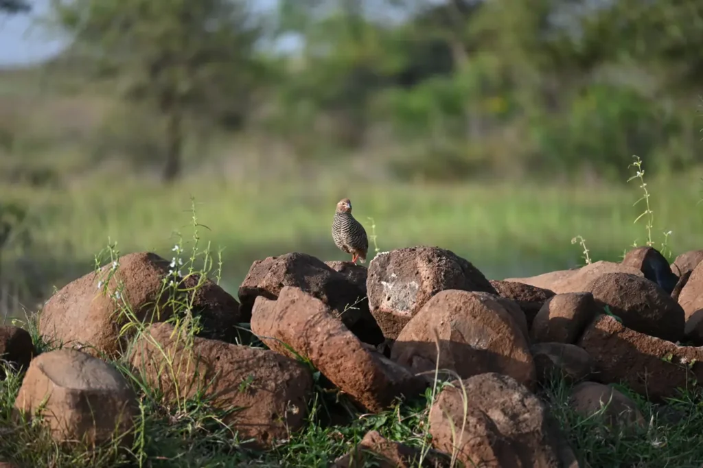 A Rock Bush Quail standing on top of a pile of red rocks