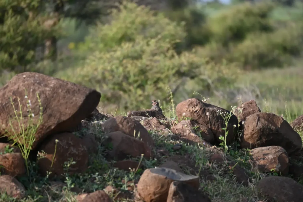 A Rock Bush Quail peeking over a rock among boulders