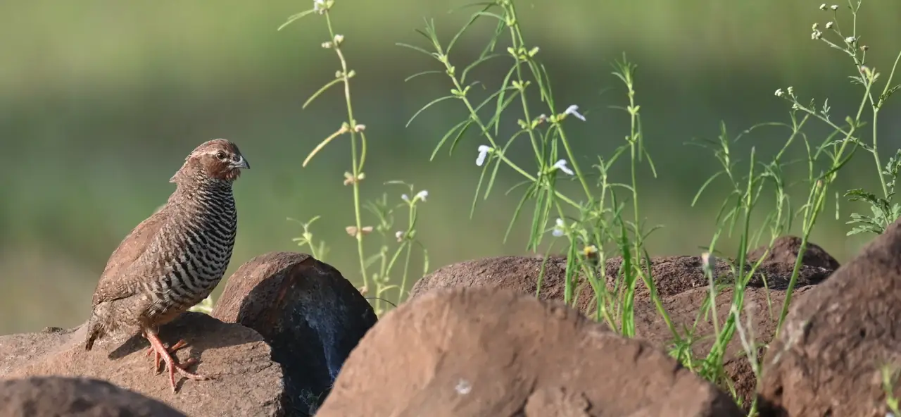 Rock Bush Quail in profile on rocks, showing barred underparts and rufous face