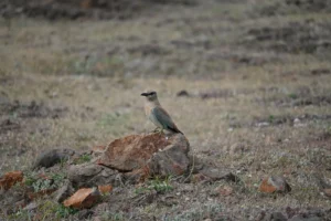 Blue roller perched near Bhigwan in dry grassland
