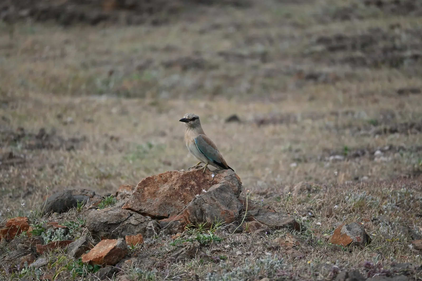 Blue roller sitting on a rock near Bhigwan