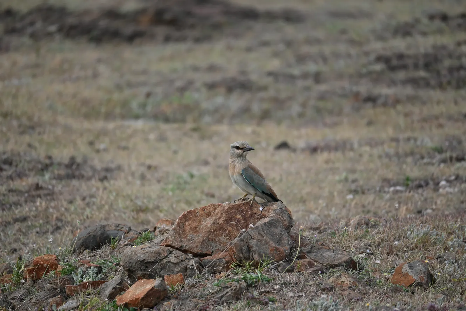 Blue roller photographed near Bhigwan, frame 2