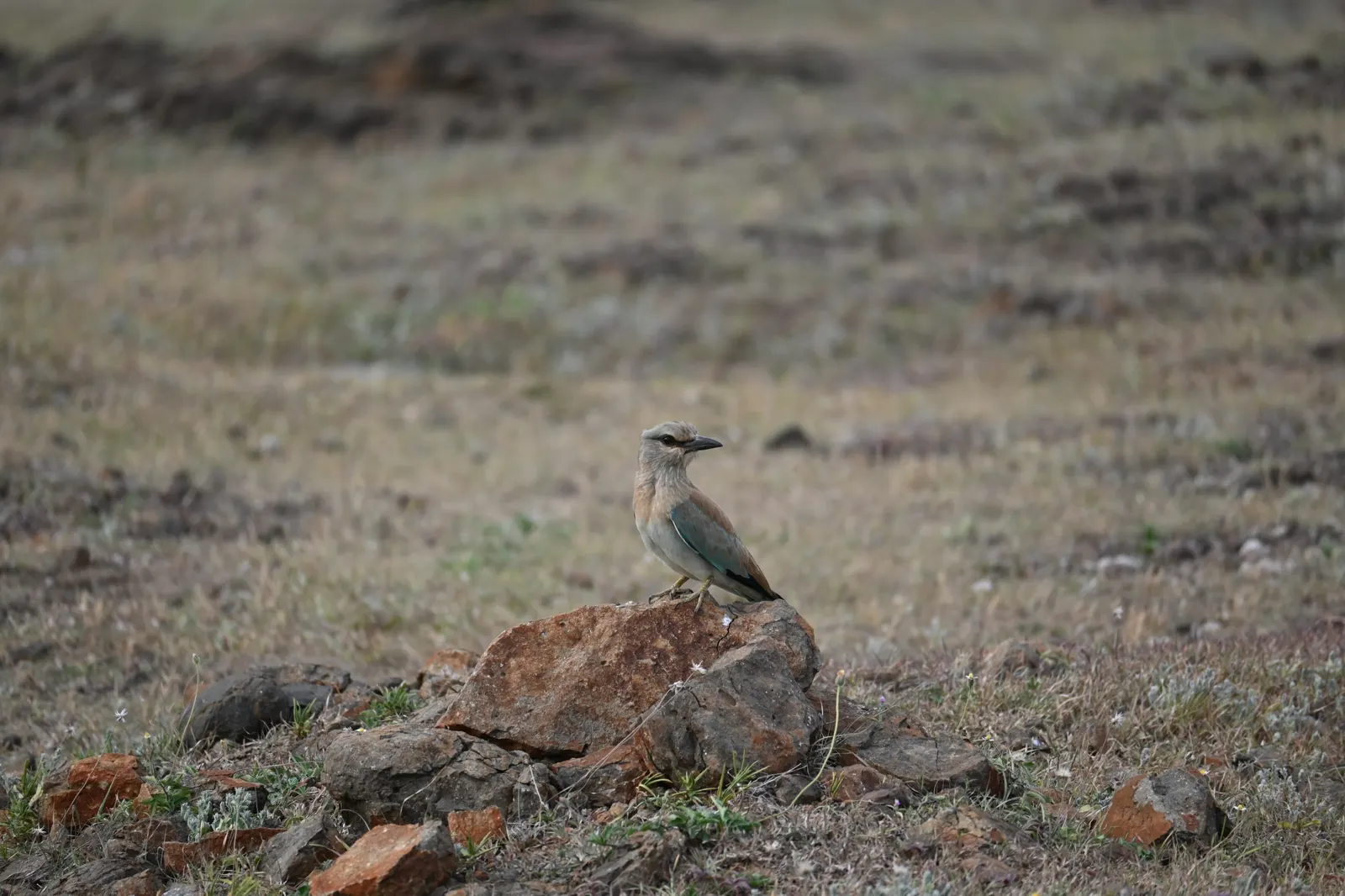Blue roller photographed near Bhigwan, frame 3