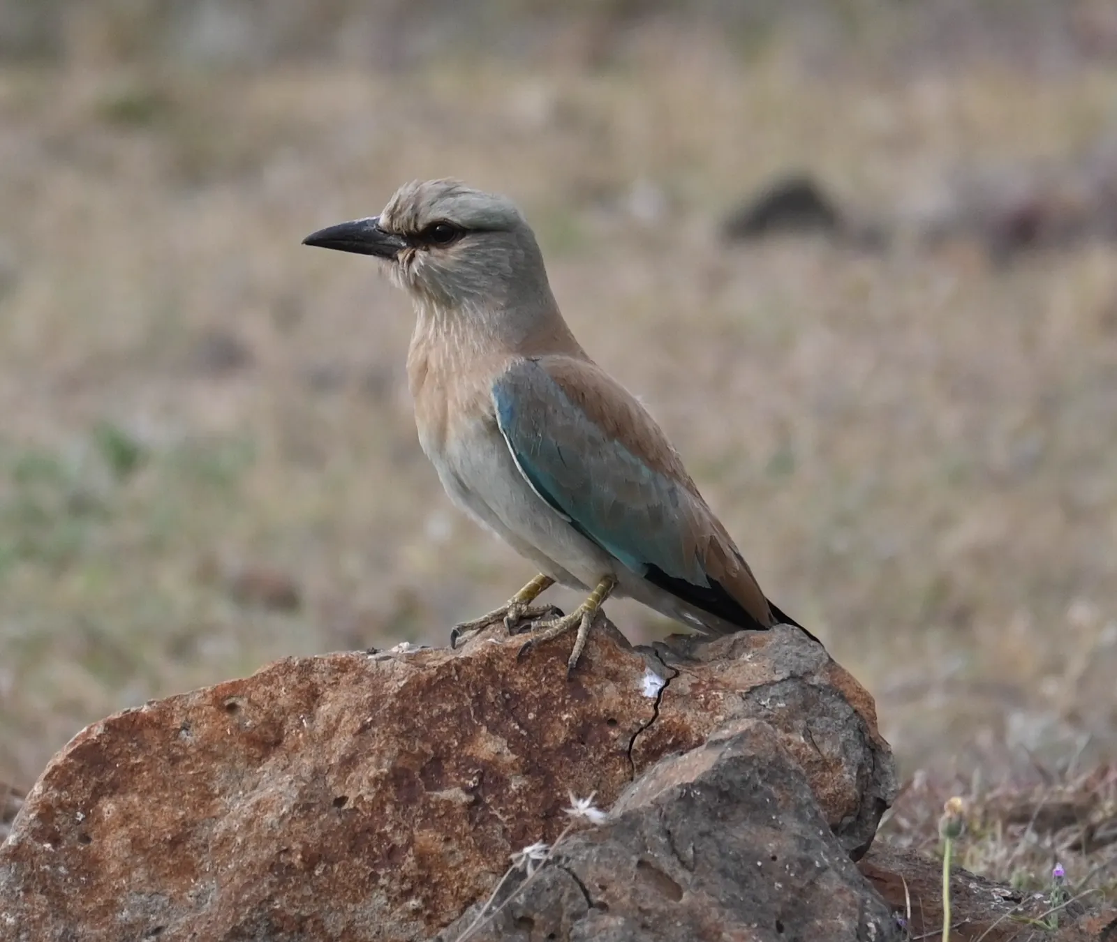 Blue roller photographed near Bhigwan, frame 4