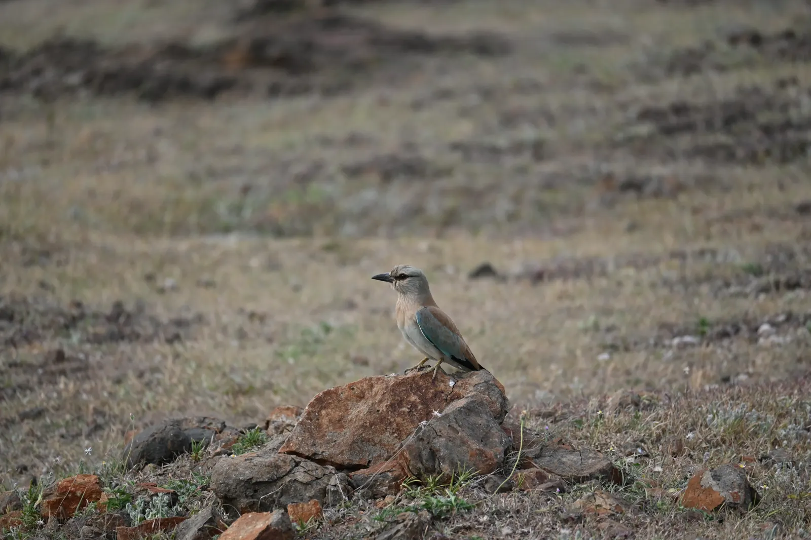 Blue roller photographed near Bhigwan, frame 5