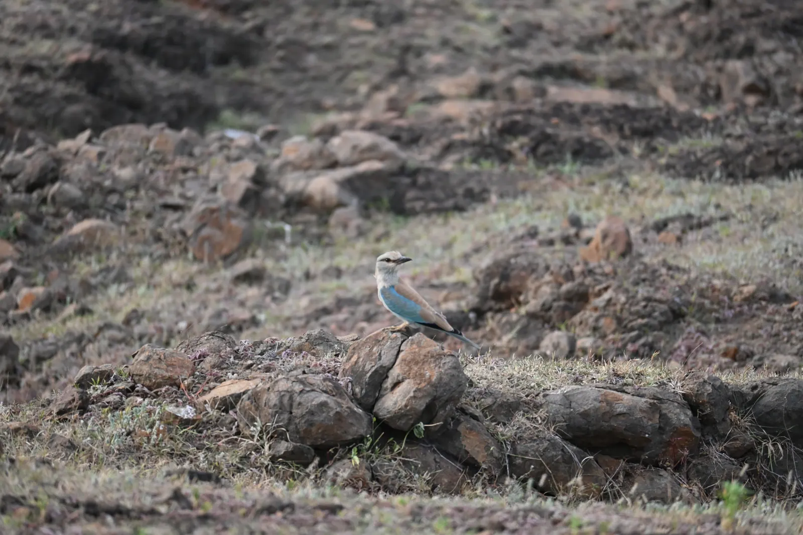 Blue roller photographed against dry grassland