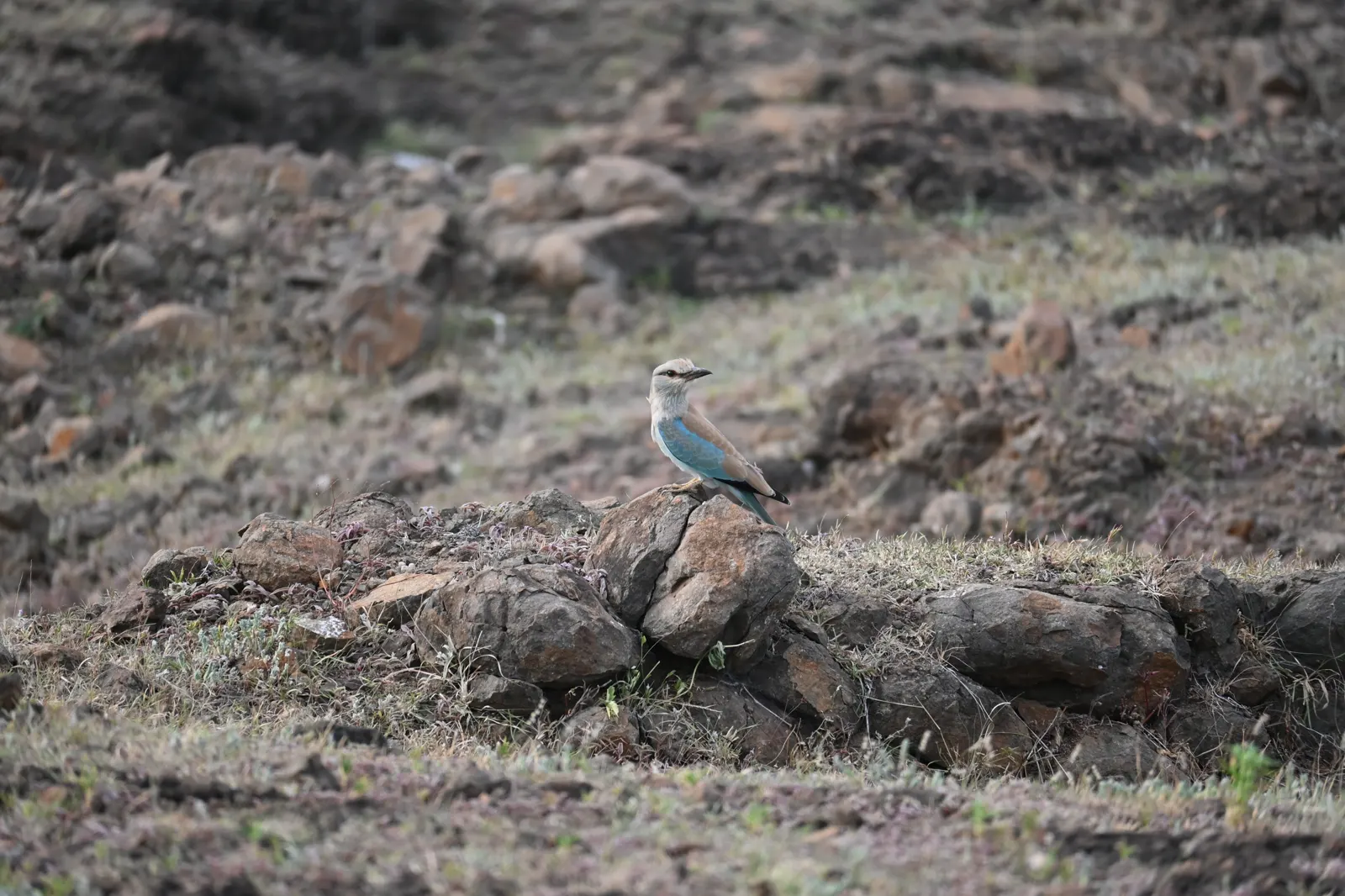 Blue roller photographed near Bhigwan, frame 7