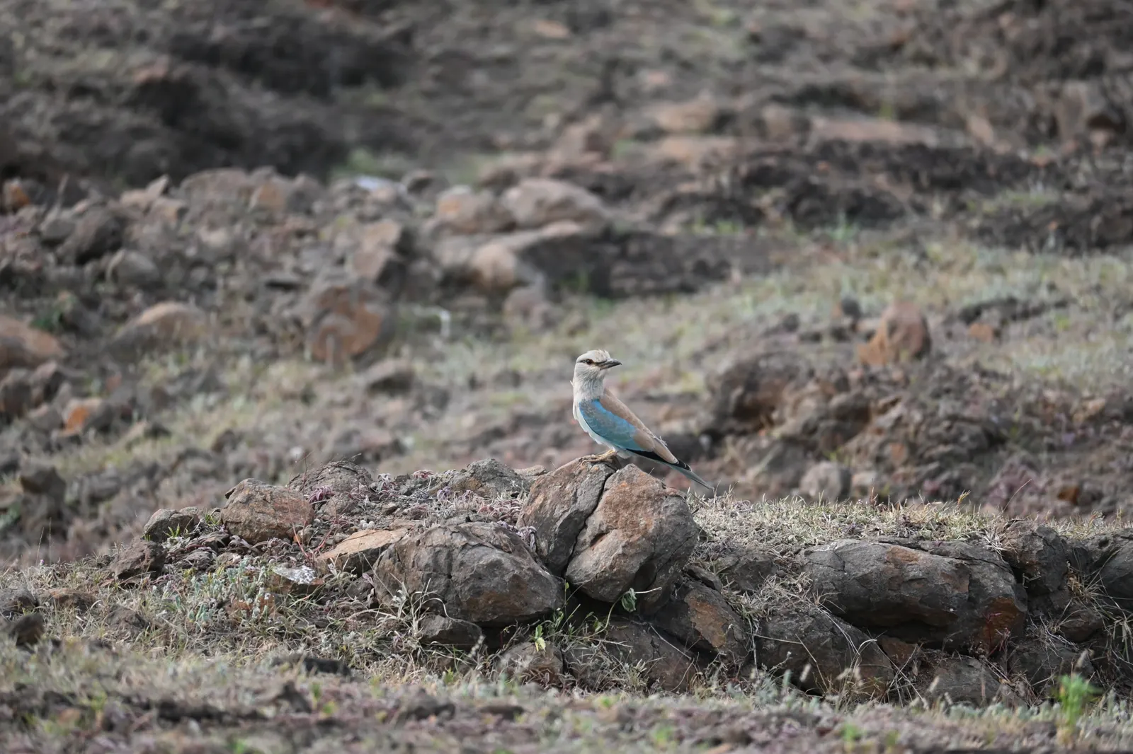 Blue roller photographed near Bhigwan, frame 8