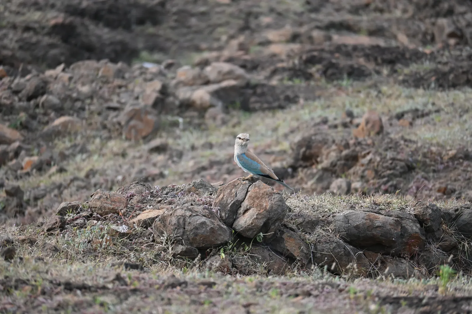 Blue roller photographed near Bhigwan, frame 9