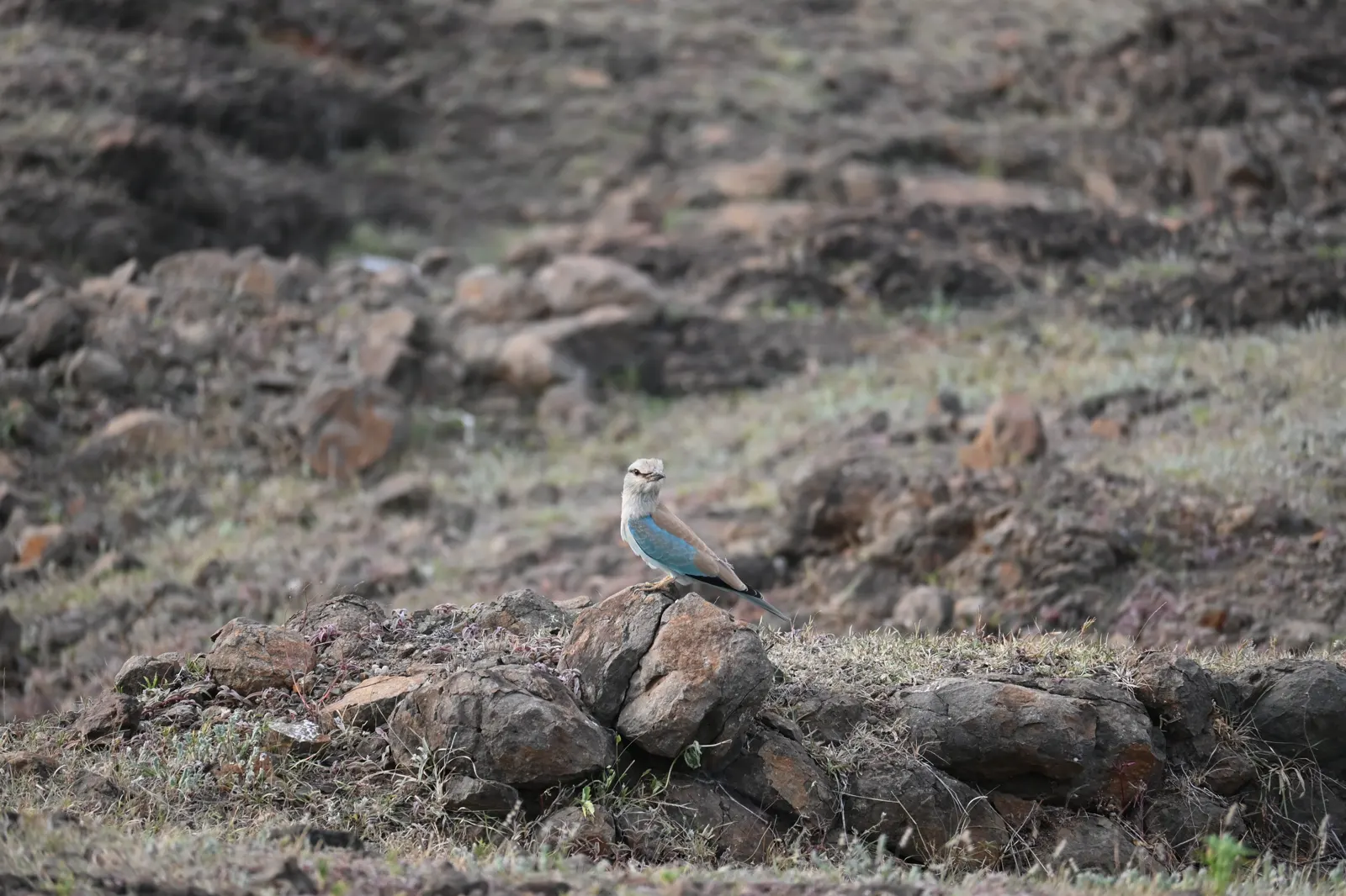 Blue roller photographed near Bhigwan, frame 10