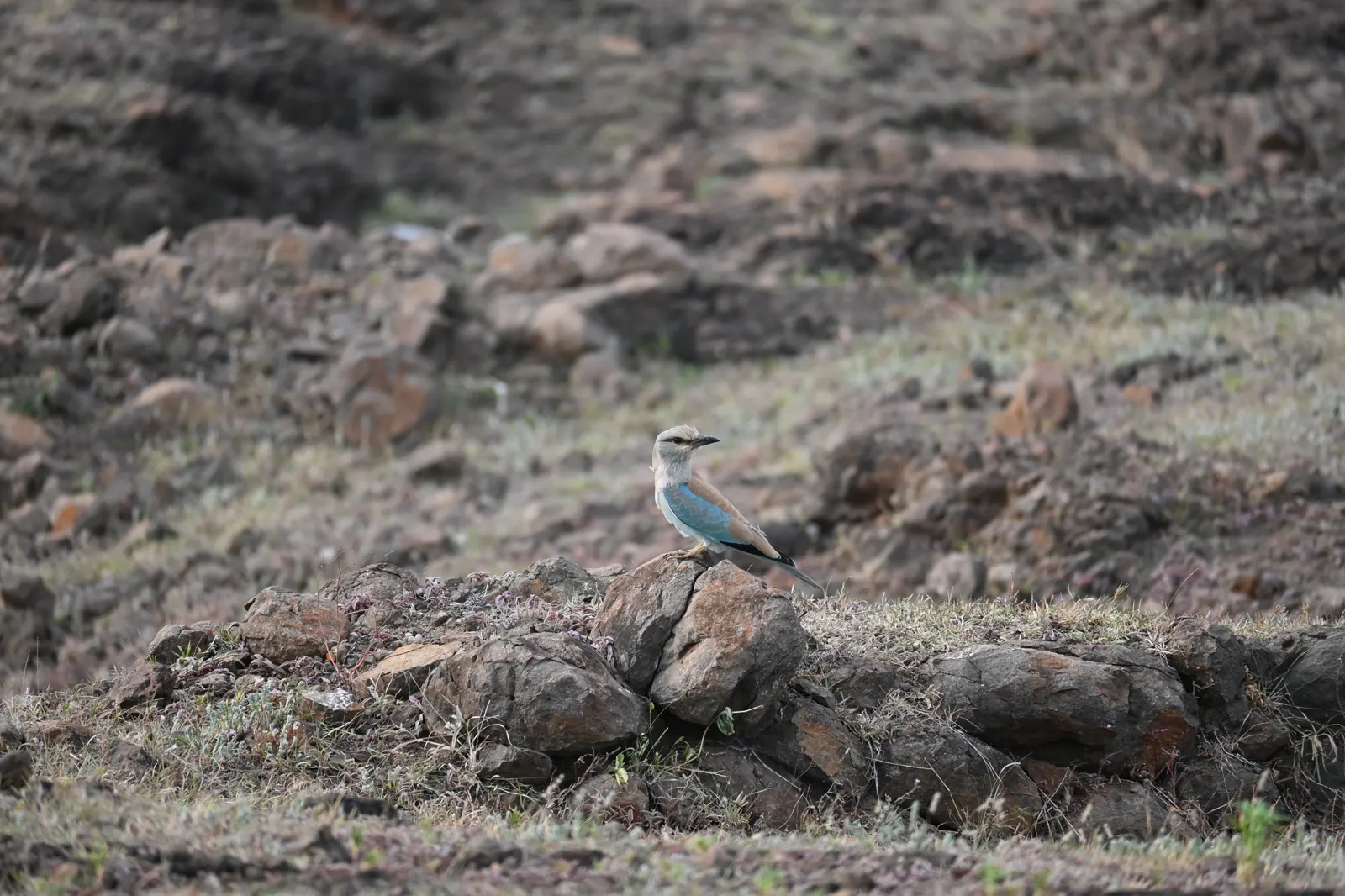 Blue roller photographed near Bhigwan, frame 11