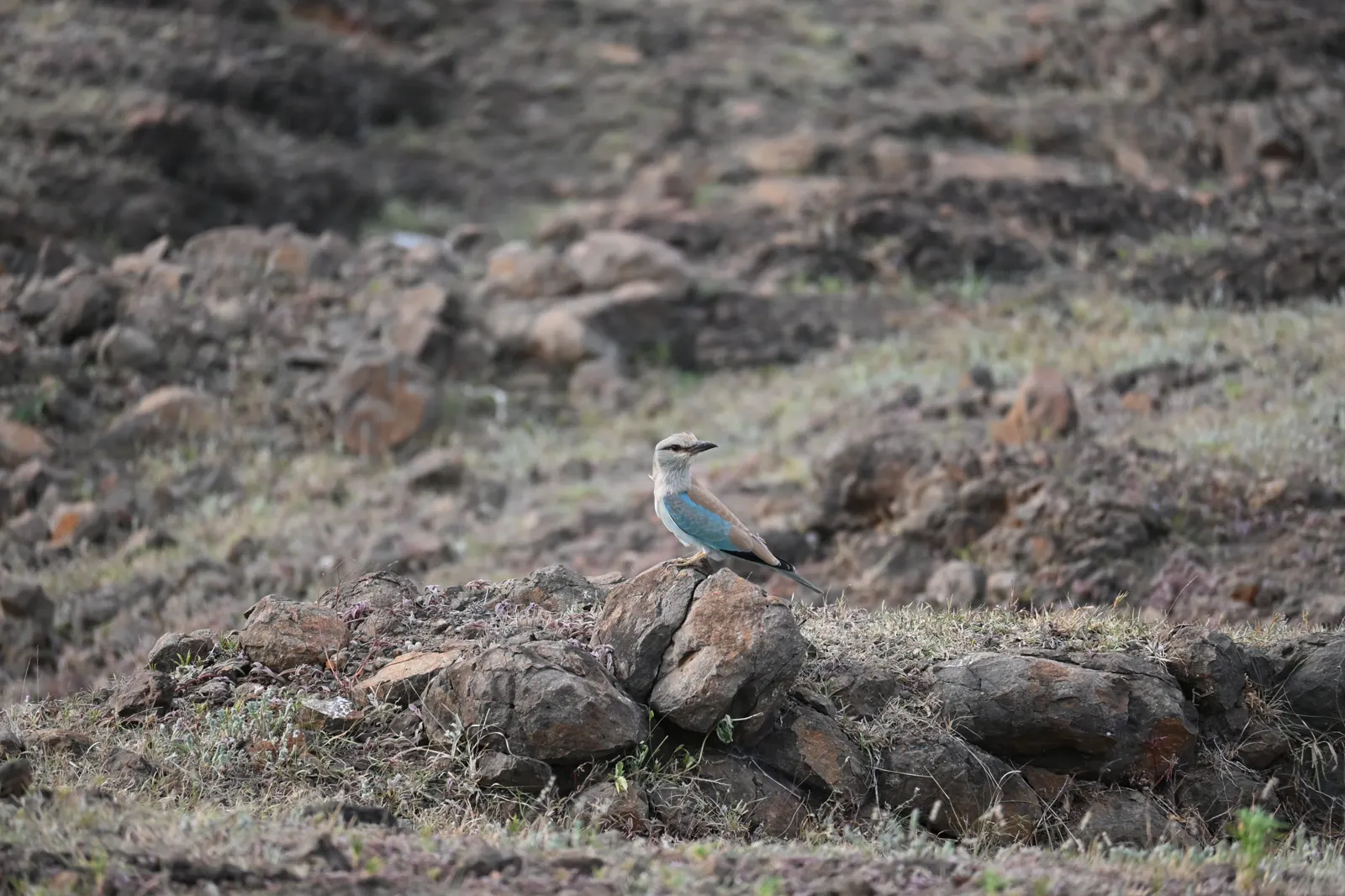 Blue roller photographed near Bhigwan, frame 12