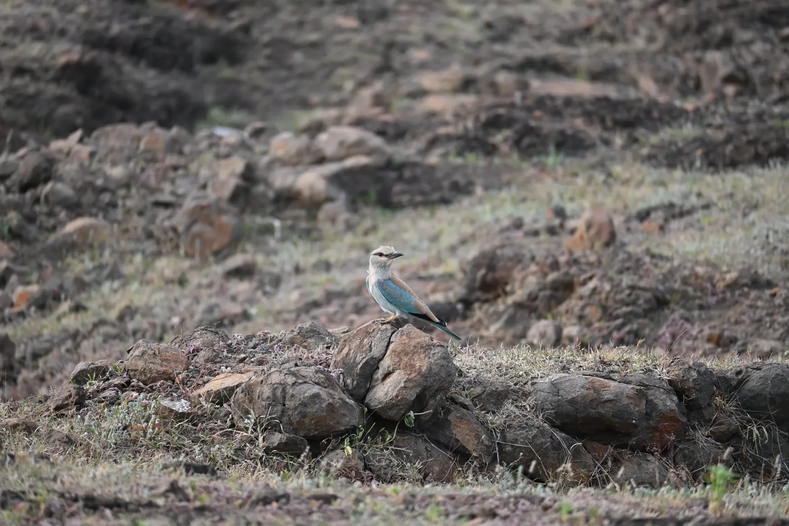 Blue roller photographed near Bhigwan, frame 13