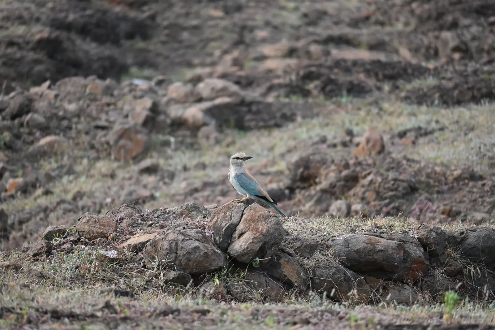 Roller photographed in the Bhigwan grassland