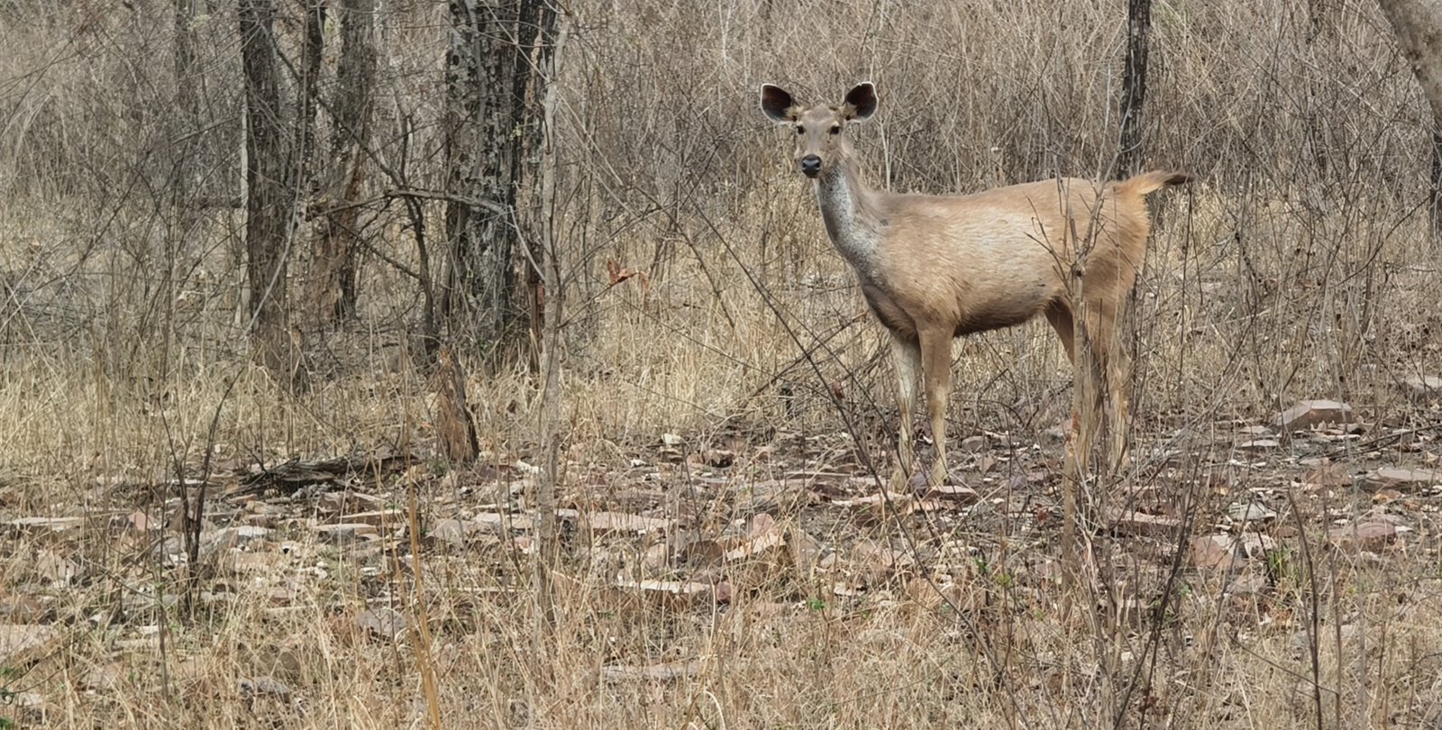 Sambar deer standing alert among trees in the dry forest of Panna Tiger Reserve