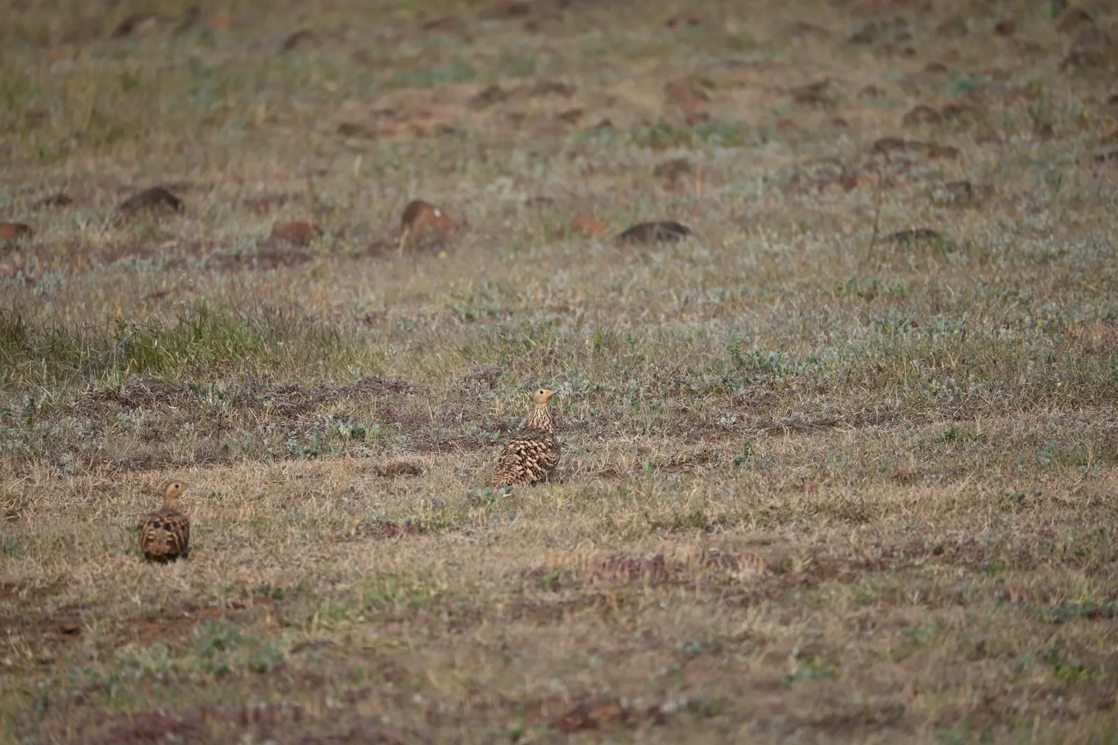 Two sandgrouse standing apart in short grass near Bhigwan