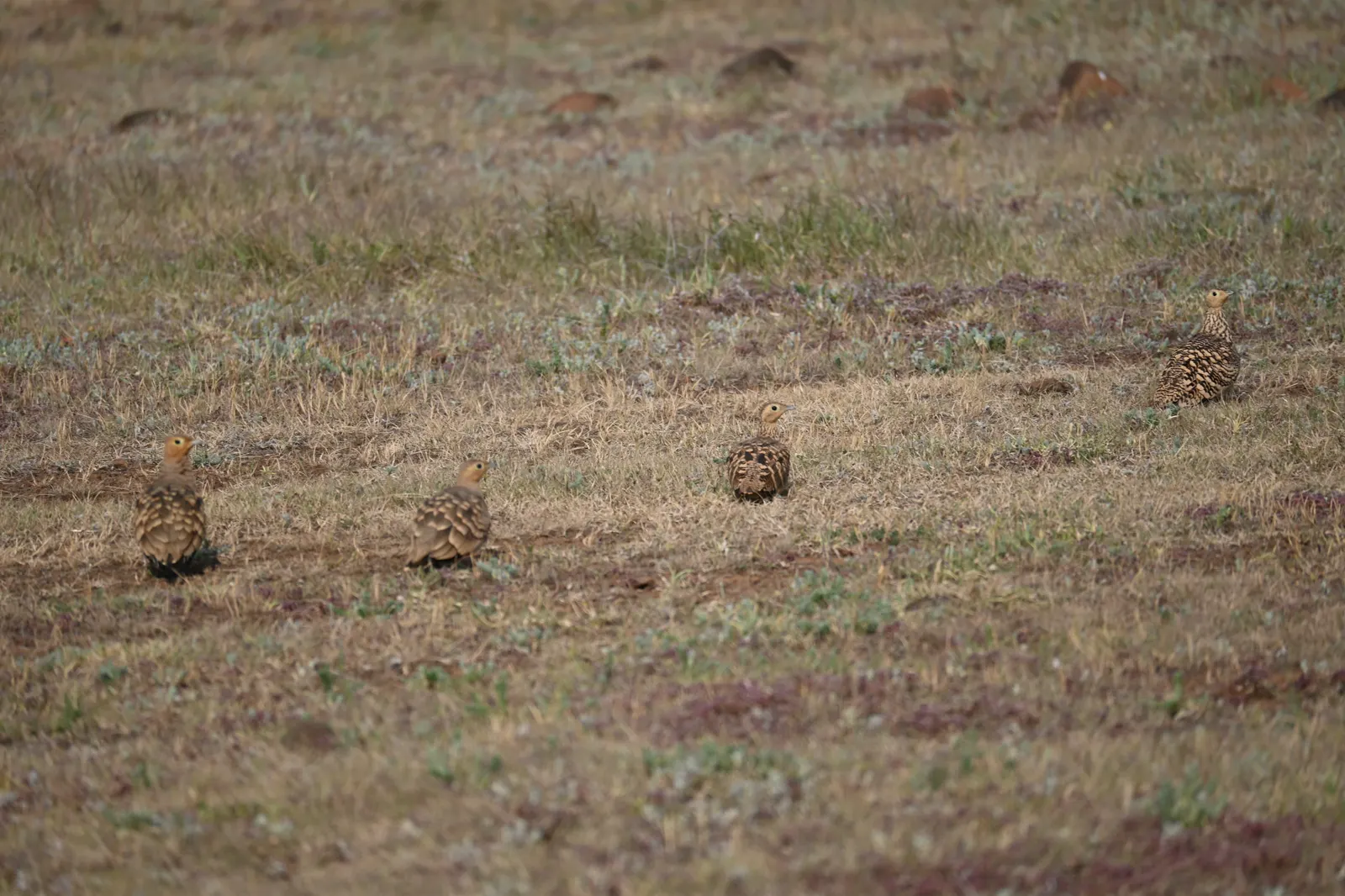 A group of sandgrouse in grass at Bhigwan