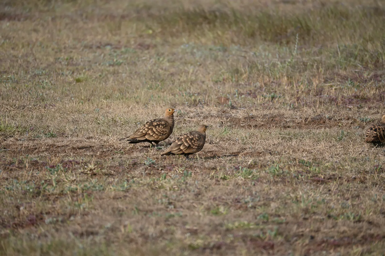 Sandgrouse standing among low grass at Bhigwan