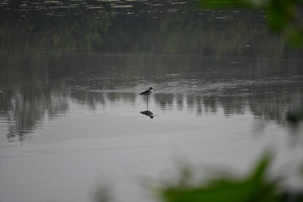 A stilt and its reflection on a misty morning
