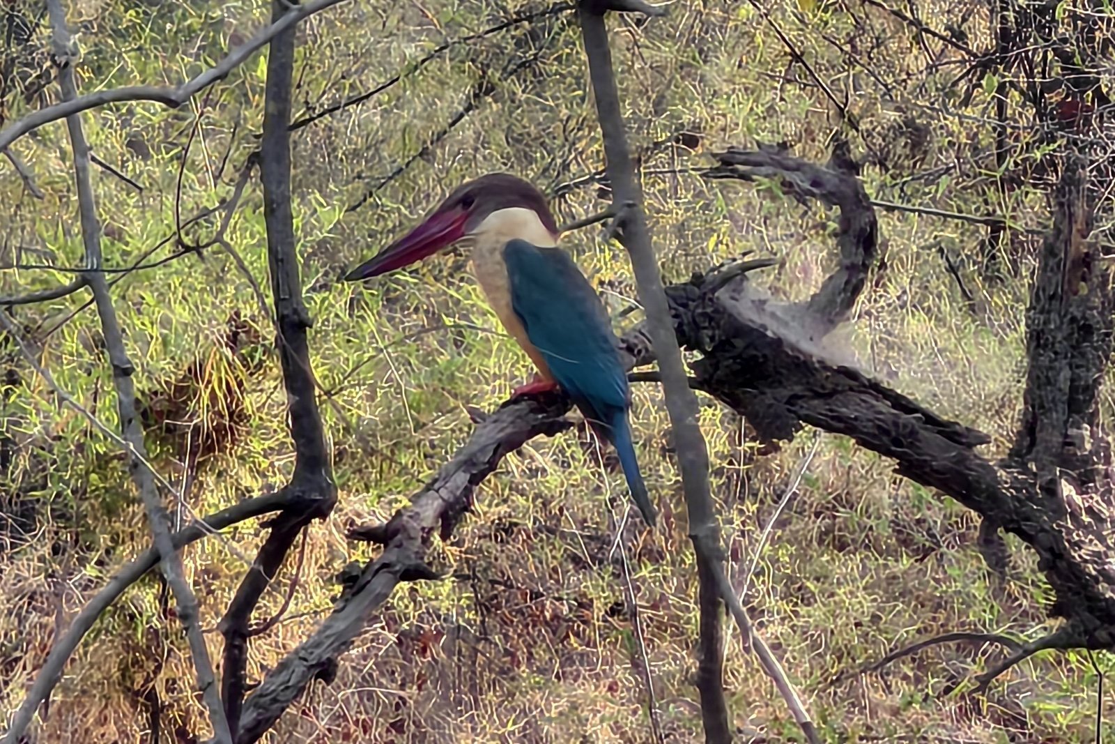 Stork-billed Kingfisher on a branch in Bandhavgarh