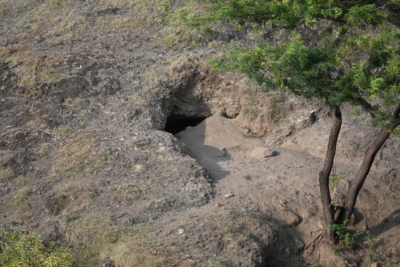 The mouth of a striped hyena den in an earth bank, with a small tree in front