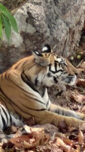 A tiger resting by a rock in Tala zone, Bandhavgarh