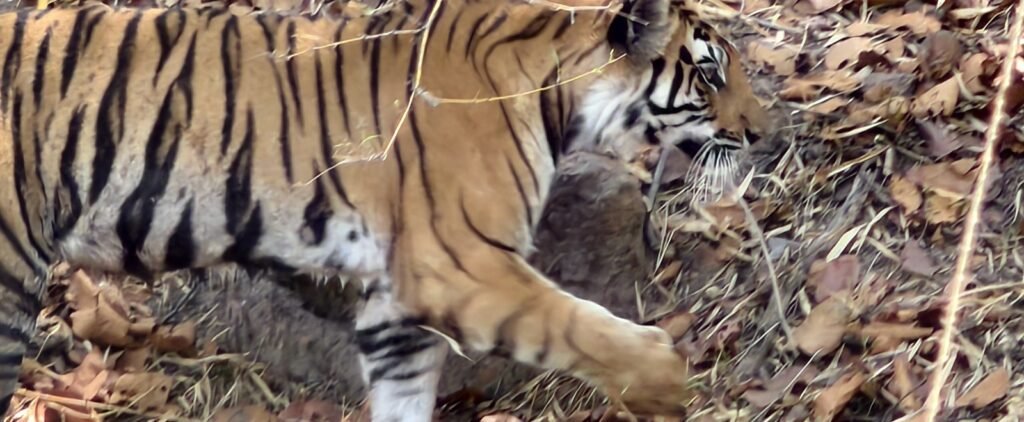 A young tiger walking through the leaf litter in Tala zone, Bandhavgarh