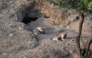 Two striped hyenas resting in the sand outside their den in the evening near Bhigwan