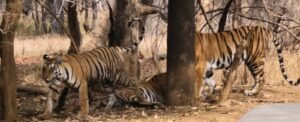 Two tigers together among the trees on our first morning drive in Panna