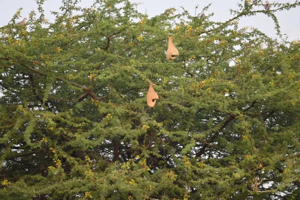 Two weaver bird nests hanging in a flowering acacia tree