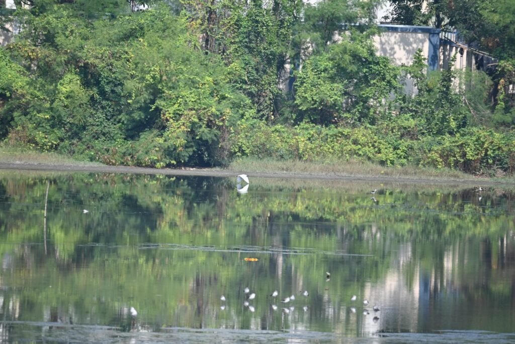 Trees and still water at the edge of the wetland