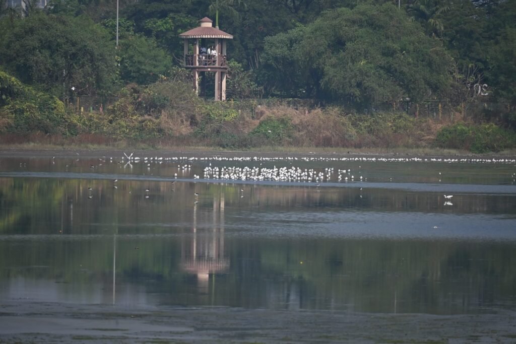 The watchtower and a long line of birds across the wetland