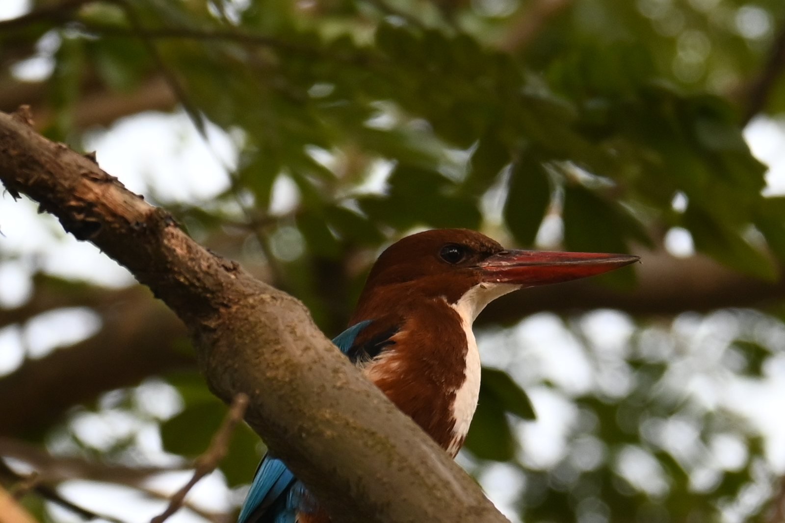 White-throated Kingfisher with red bill in a tree at Alibaug