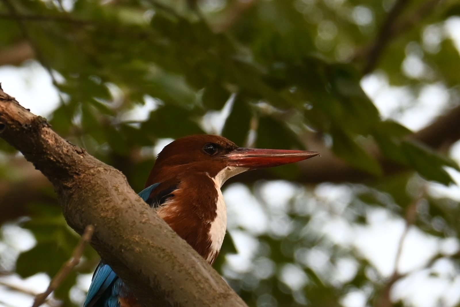 White-throated Kingfisher with red bill in a tree at Alibaug