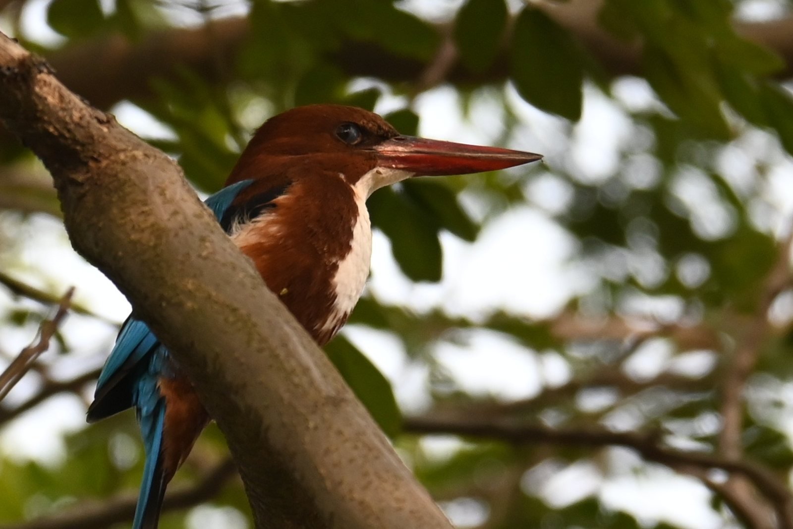 White-throated Kingfisher with red bill in a tree at Alibaug