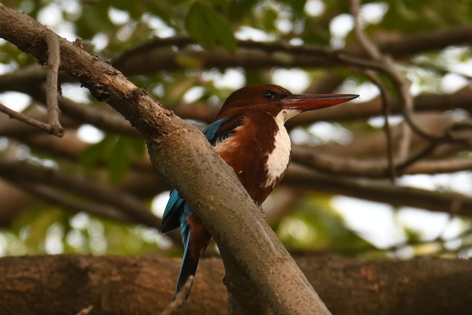 White-throated Kingfisher with red bill in a tree at Alibaug