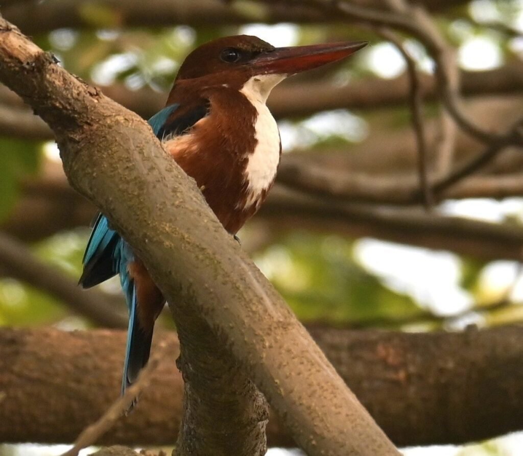 White-throated Kingfisher on a branch near Kihim, Alibaug