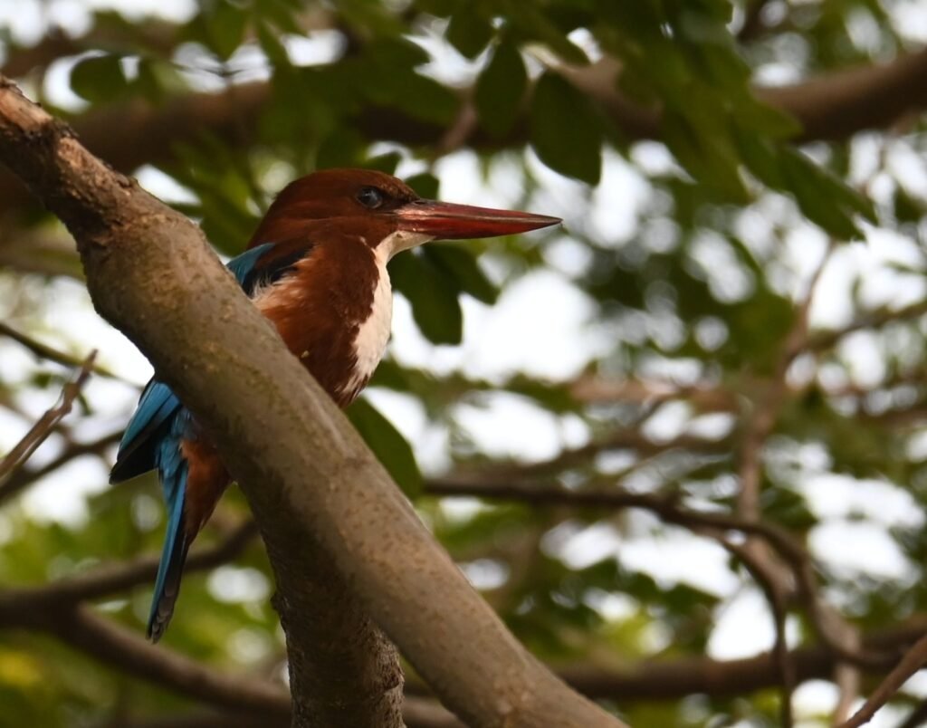 White-throated Kingfisher seen through the branches