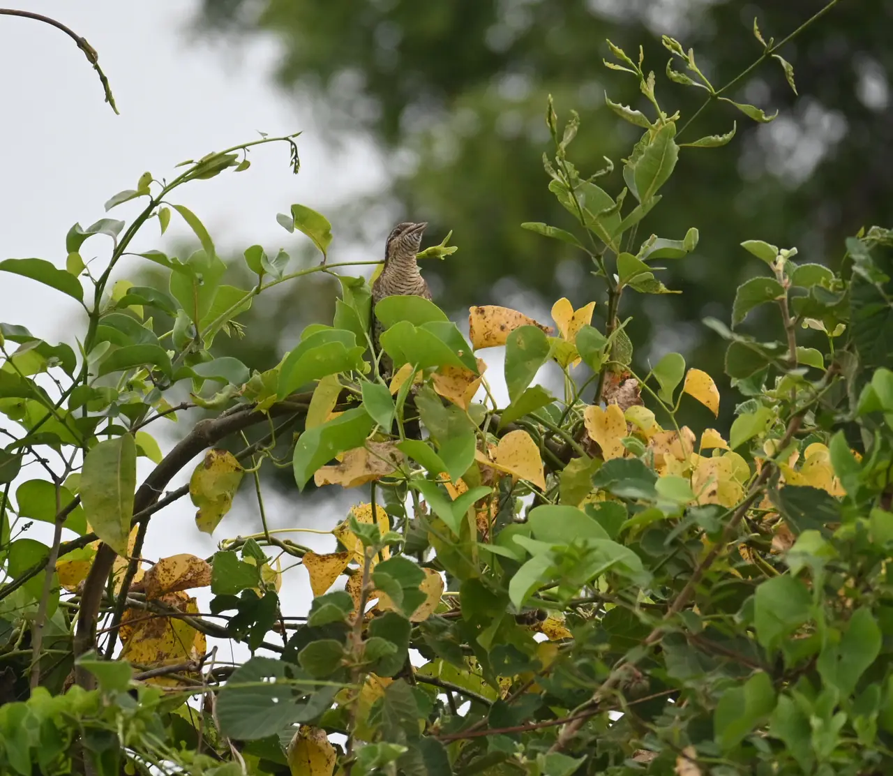 A wryneck half hidden among green and yellow creeper leaves