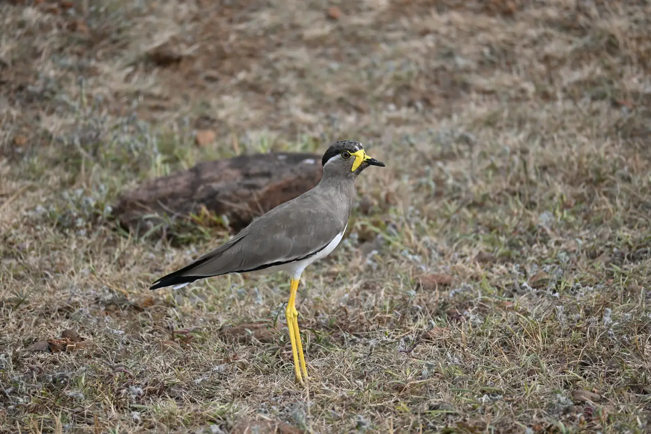 Yellow-wattled Lapwing on dry ground, showing its yellow wattles and legs