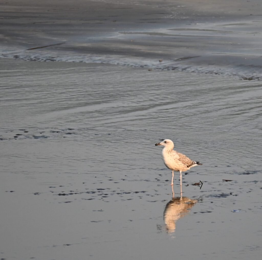 A young gull on wet sand, with its reflection